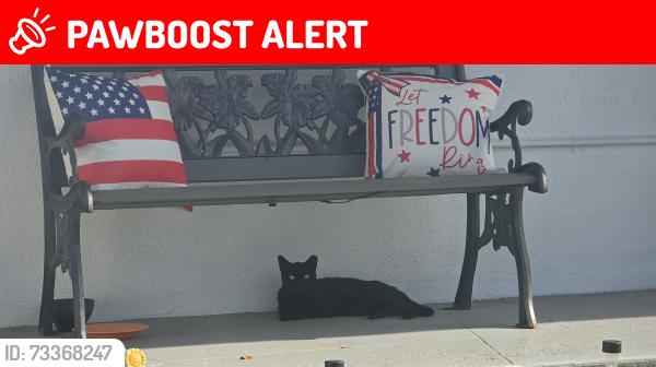 Lost Female Cat last seen Near sw 200th srpt, Miami-Dade County, FL 33177
