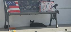Lost Female Cat last seen Near sw 200th srpt, Miami-Dade County, FL 33177