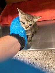 Shelter Stray Female Cat last seen Mountain View St, Gastonia, NC, 1491 Business Park Ct, Gastonia, NC 28052, USA