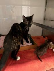 Shelter Stray Female Cat last seen Mountain View St, Gastonia, NC, 1491 Business Park Ct, Gastonia, NC 28052, USA