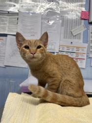 Shelter Stray Female Cat last seen Ash street and Church Street, Roseville City, CA, 200 Tahoe Ave, Roseville, CA 95678, USA