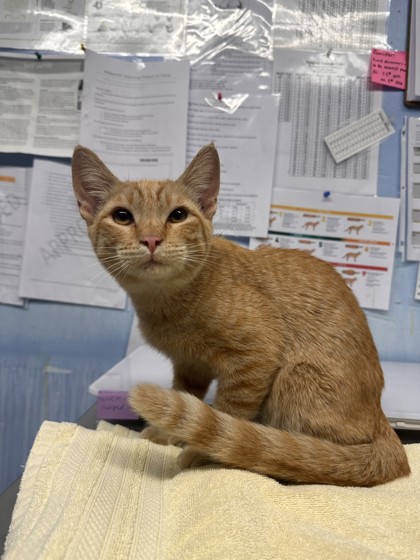 Shelter Stray Female Cat last seen Ash street and Church Street, Roseville City, CA, 200 Tahoe Ave, Roseville, CA 95678, USA