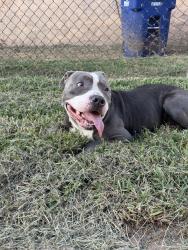 Found/Stray Male Dog last seen South Marshall st, Winston-Salem, NC 27101