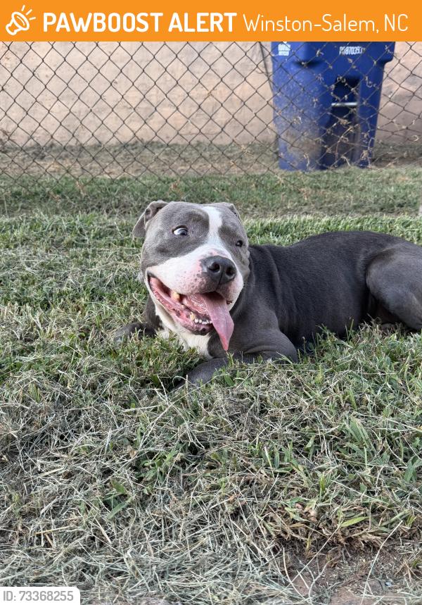 Found/Stray Male Dog last seen South Marshall st, Winston-Salem, NC 27101