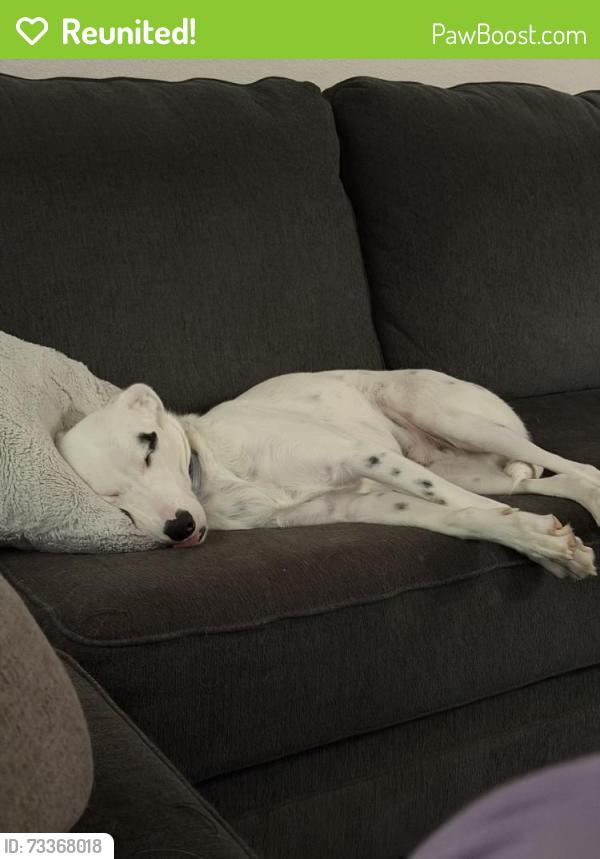 Reunited Male Dog last seen Saxon woods apt., McKinney, TX 75070