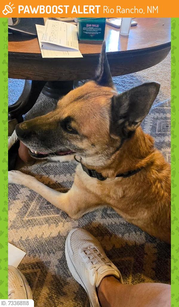 Found/Stray Female Dog last seen Rivers Edge by Fire station Rio Rancho87144, Rio Rancho, NM 87174