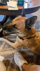 Found/Stray Female Dog last seen Rivers Edge by Fire station Rio Rancho87144, Rio Rancho, NM 87174