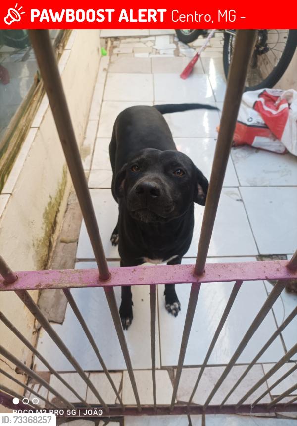 Lost Male Dog last seen Rua ari barroso 130, Centro, MG 35680-065