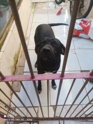 Lost Male Dog last seen Rua ari barroso 130, Centro, MG 35680-065