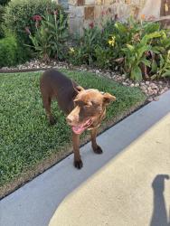 Found/Stray Female Dog last seen Holly & Roddfield, Corpus Christi, TX 78414