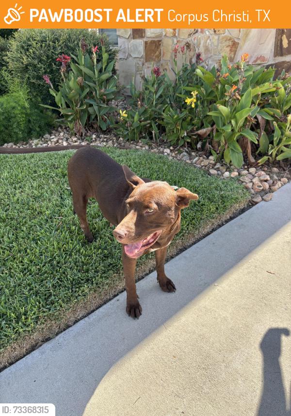 Found/Stray Female Dog last seen Holly & Roddfield, Corpus Christi, TX 78414
