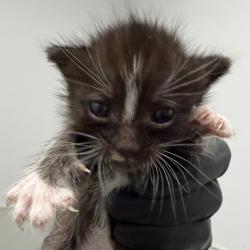 Shelter Stray Female Cat last seen Sycamore Road, San Diego, CA, 92173, 5500 Gaines St, San Diego, CA 92110, USA