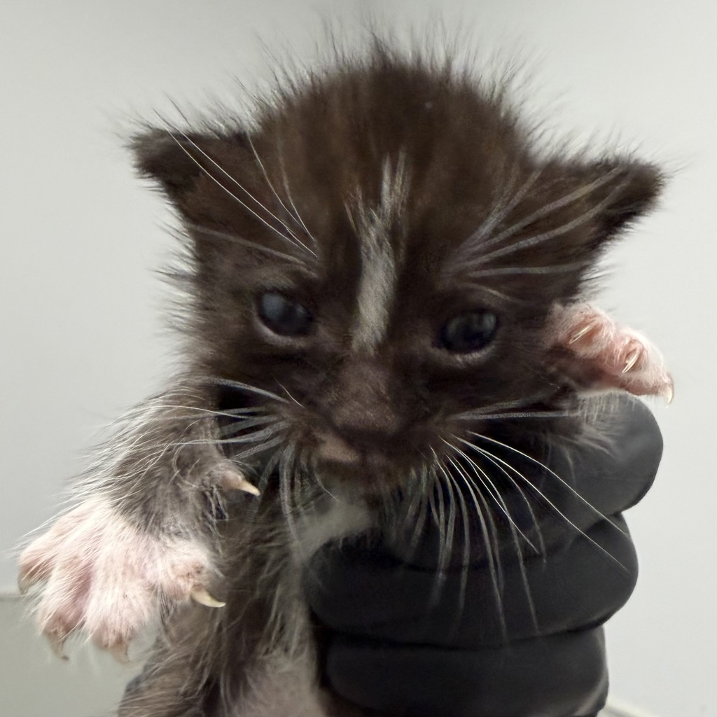 Shelter Stray Female Cat last seen Sycamore Road, San Diego, CA, 92173, 5500 Gaines St, San Diego, CA 92110, USA