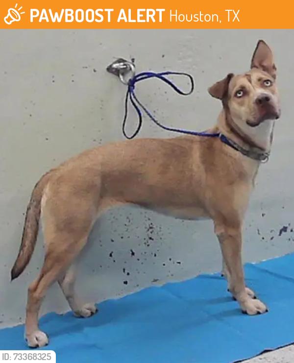Found/Stray Female Dog last seen Near Block Mlk Houston Tx 77204, Houston, TX 77204