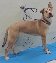 Found/Stray Female Dog last seen Near Block Mlk Houston Tx 77204, Houston, TX 77204