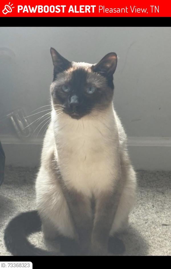 Lost Male Cat last seen Highway 49, Pleasant View, TN 37146