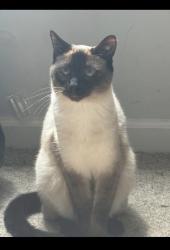 Lost Male Cat last seen Highway 49, Pleasant View, TN 37146