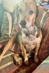 Reunited Male Dog last seen Crestview Dr and Whitt Rd, Leicester, NC 28748