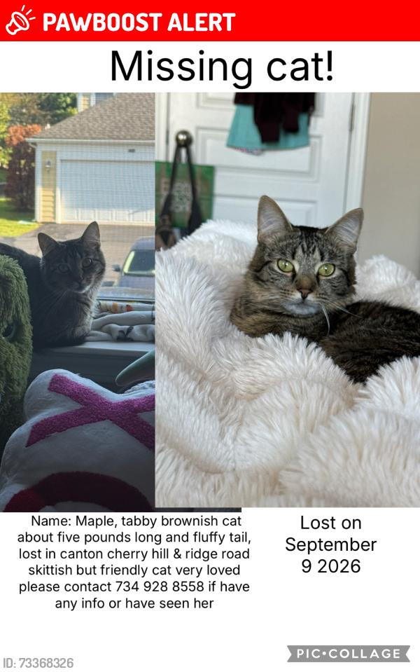 Lost Female Cat last seen Cherry hill and ridge road, Uptown Apartments, MI 48187