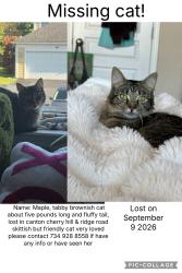 Lost Female Cat last seen Cherry hill and ridge road, Uptown Apartments, MI 48187