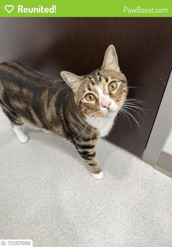 Reunited Male Cat last seen Vista, Vista, CA 92083