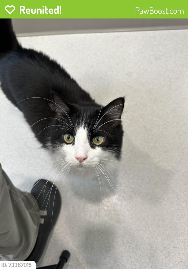 Reunited Male Cat last seen Vista, Vista, CA 92083
