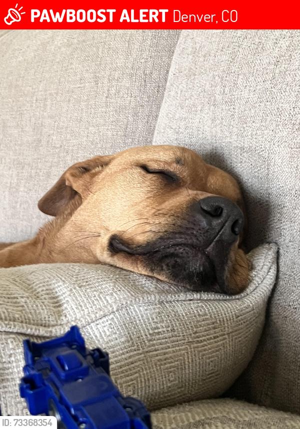 Lost Female Dog last seen Cherry st and yale, Denver, CO 80222