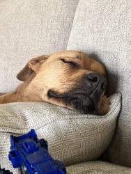 Lost Female Dog last seen Cherry st and yale, Denver, CO 80222