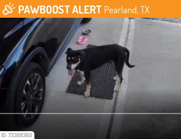 Found/Stray Male Dog last seen County road 391, Pearland, TX 77581
