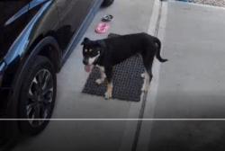 Found/Stray Male Dog last seen County road 391, Pearland, TX 77581