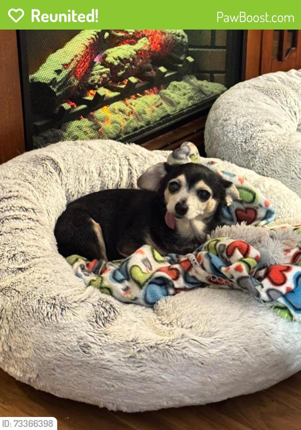 Reunited Female Dog last seen Oakdale, Oakhill, Monte Vista, Candler, NC 28715