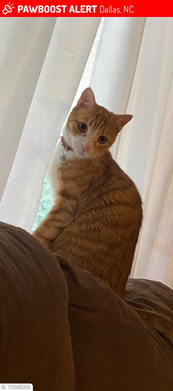 Lost Male Cat last seen Spencer Mt.,Linbergers Strawberry Farm, Montreat Dr. and Lanta., Dallas, NC 28034