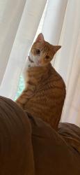 Lost Male Cat last seen Spencer Mt.,Linbergers Strawberry Farm, Montreat Dr. and Lanta., Dallas, NC 28034