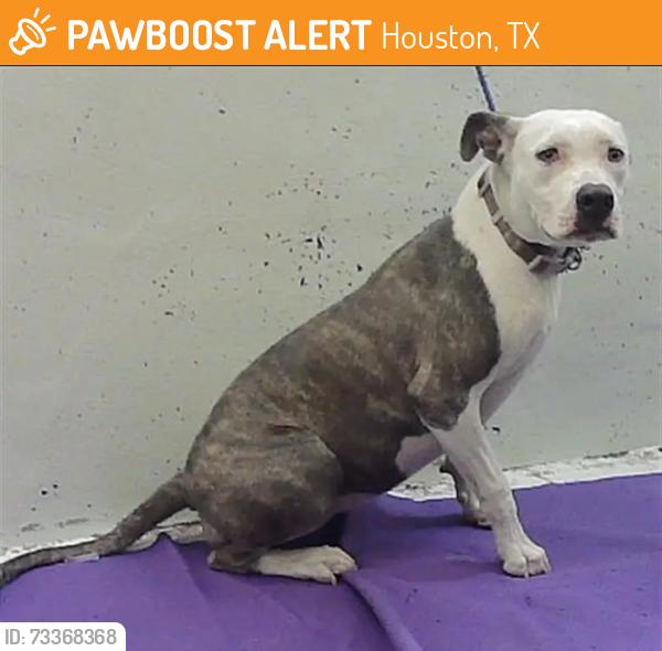 Found/Stray Female Dog last seen Sherman St 77003, Houston, TX 77003