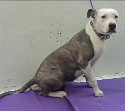 Found/Stray Female Dog last seen Sherman St 77003, Houston, TX 77003