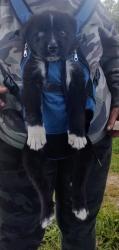 Reunited Male Dog last seen Se Morrison and MLK, Portland, OR 97215