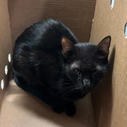 Shelter Stray Female Cat last seen , 8464 Beach Blvd, Jacksonville, FL 32216, USA