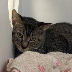 Shelter Stray Male Cat last seen , Animal Care & Control Team of Philly, 111 W Hunting Park Ave, Philadelphia, PA 19140, USA
