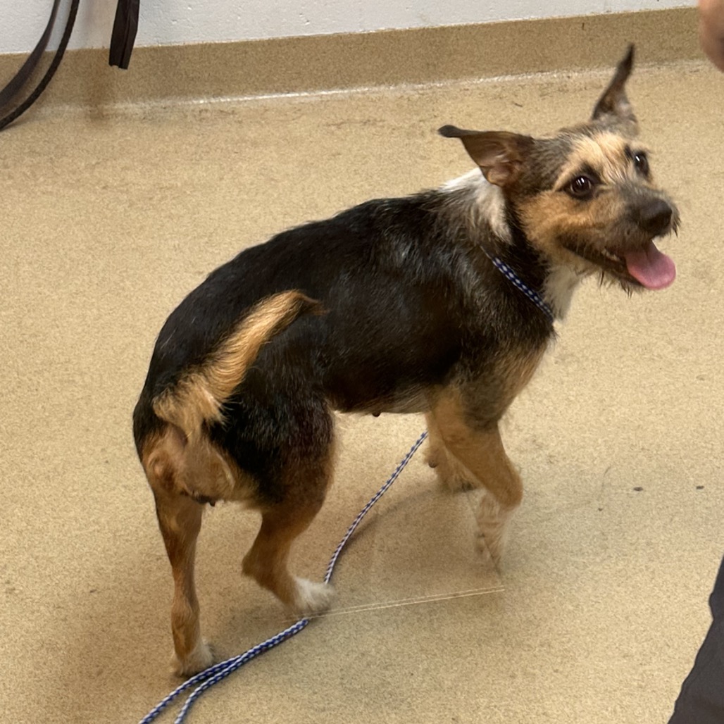 Shelter Stray Female Dog last seen , 3200 N Military Trl, West Palm Beach, FL 33409, USA