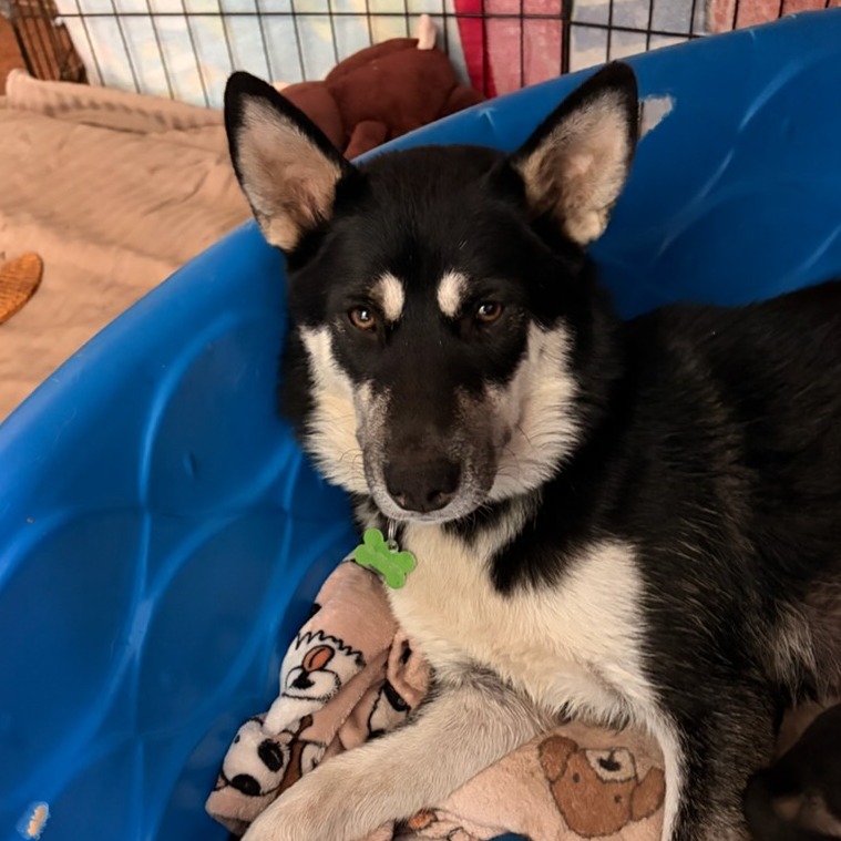 Shelter Stray Female Dog last seen , 361 S Raymond Ave, Pasadena, CA 91105, USA