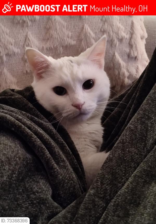 Lost Male Cat last seen Compton, Mount Healthy, OH 45231