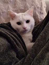 Lost Male Cat last seen Compton, Mount Healthy, OH 45231
