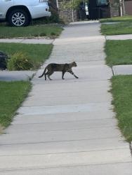 Found/Stray Unknown Cat last seen Leyden Rock Neighborhood, 84th & Violet, Arvada, CO 80007