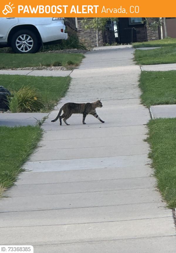 Found/Stray Unknown Cat last seen Leyden Rock Neighborhood, 84th & Violet, Arvada, CO 80007