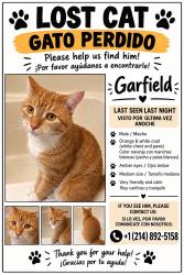 Lost Male Cat last seen Yo vivo en la Farlin Ave después viene la Clements y por detrás estamos la Eastman Av, St. Louis, MO 63115