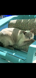 Lost Male Cat last seen 31st and Meridian, Wichita, KS 67217