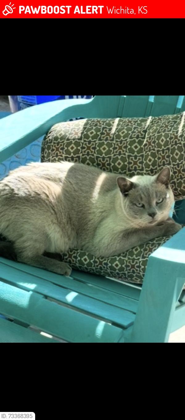 Lost Male Cat last seen 31st and Meridian, Wichita, KS 67217