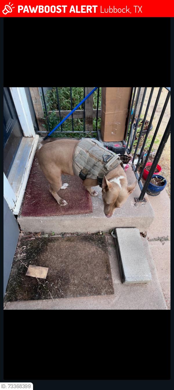 Lost Female Dog last seen University, Lubbock, TX 79411