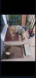 Lost Female Dog last seen University, Lubbock, TX 79411