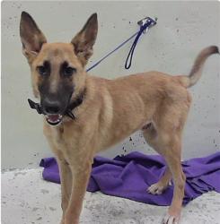 Found/Stray Male Dog last seen Palestine St 77020, Houston, TX 77020